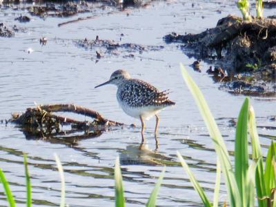 Wood Sandpiper